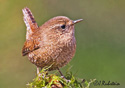 Troglodytes paciﬁcus 